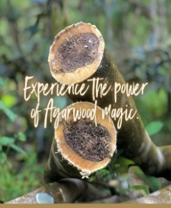 Agarwood